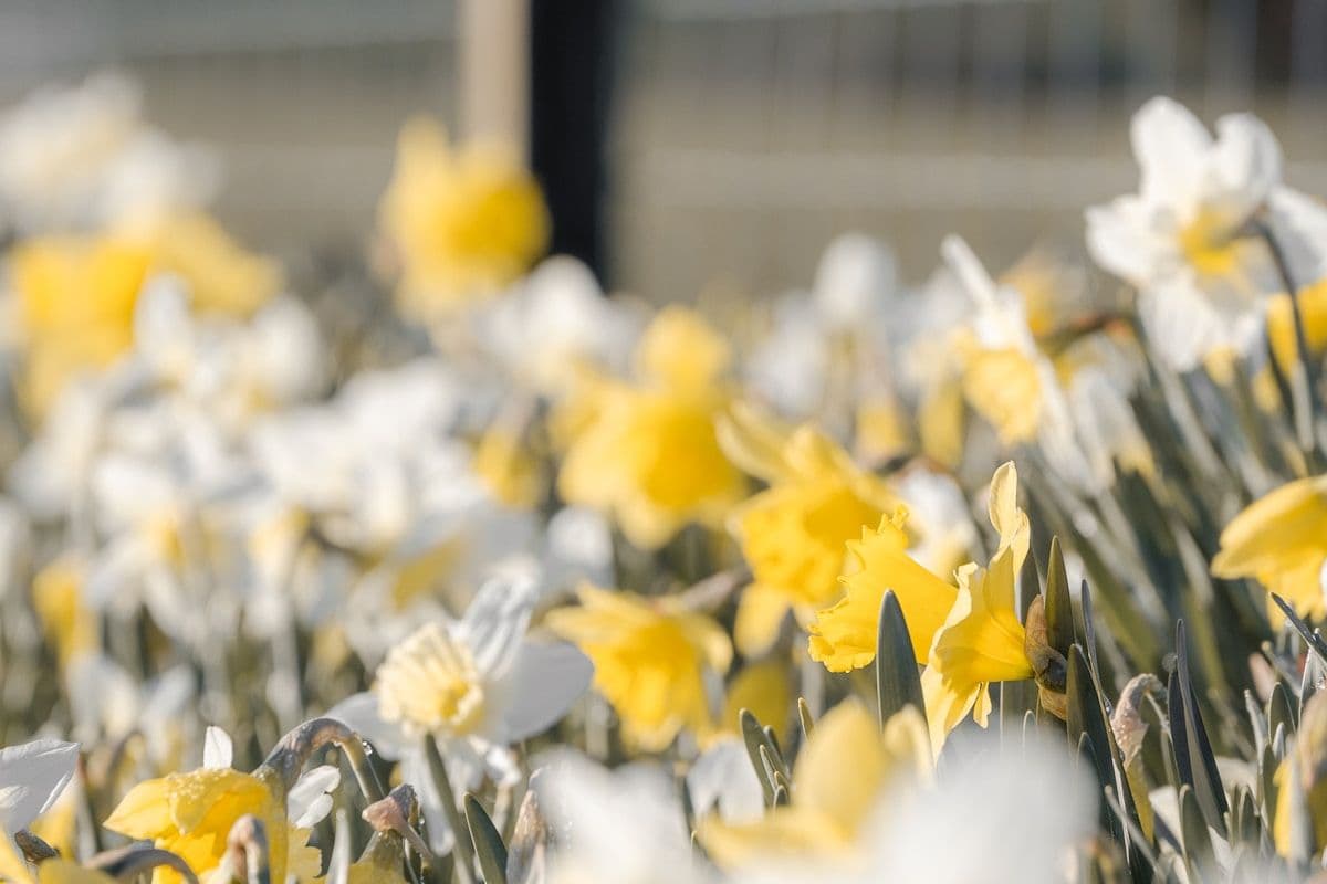 AI Can Now Tell You Exactly When Spring Has Sprung
